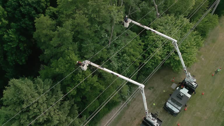 Best Fruit Tree Pruning  in Leesburg, VA